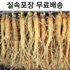 국내산 5년근 인삼 12-15뿌리 금산인삼 Domestic 5-Year-Old Ginseng 12-15 Roots