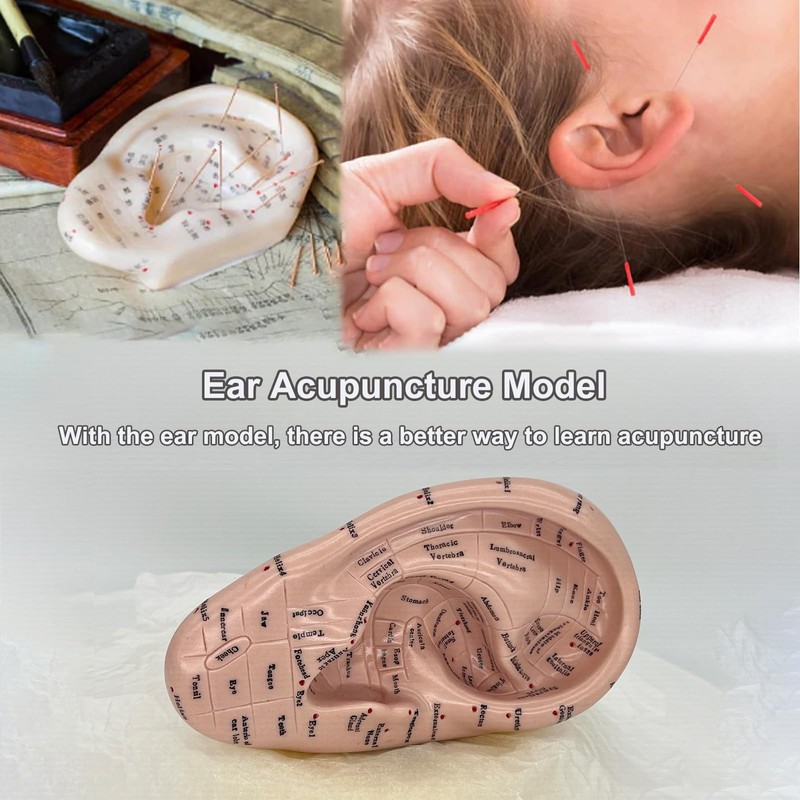 Ear Acupuncture Model - 17cm Ear Zone Model, Ear Massage