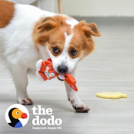 The Dodo Woodland Animals Stuffingless 2pc Dog Toy Set: Squirrel & Acorn; No Plush Squeaky Squirrel Flattie Dog Toy + Rubber Acorn Chew Toy; Durable Toys for Dogs