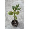 Guava Tree With Pot 10” Seedling Pink Guava Tropical Live