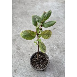 Guava Tree With Pot 10” Seedling Pink Guava Tropical Live Plant Ready To Plant