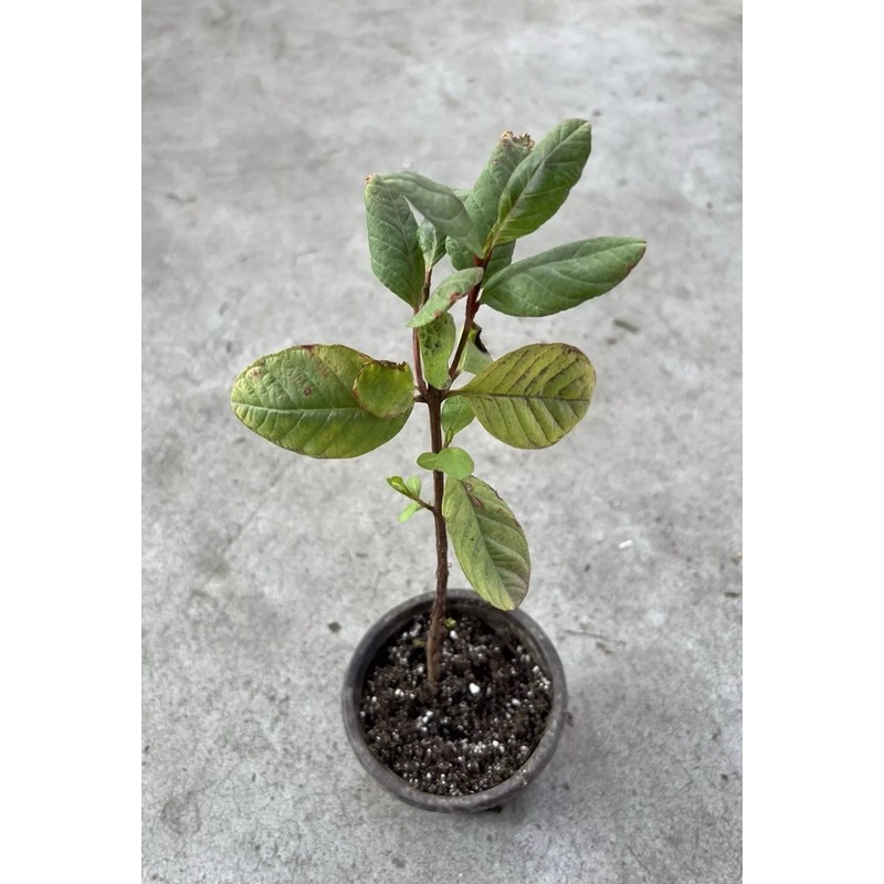 Guava Tree With Pot 10” Seedling Pink Guava Tropical Live