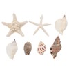 NUOBESTY 7pcs Shell Fridge Magnets Seashell Conch Star Decor Stickers