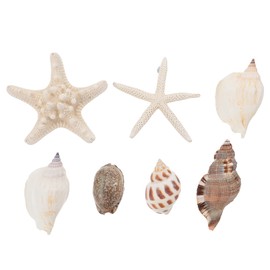 NUOBESTY 7pcs Shell Fridge Magnets Seashell Conch Star Decor Stickers Shells for Crafts Summer Fridge Sticker Conch Locker