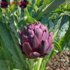 Treevale Purple Romagna Artichoke Seeds | Purple of Romagna Artichoke Italian Heirloom - 80 Seeds No Tracking