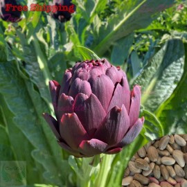 Treevale Purple Romagna Artichoke Seeds | Purple of Romagna Artichoke Italian Heirloom - 80 Seeds No Tracking