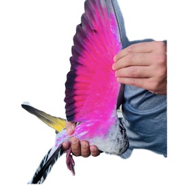 PINTURA COLOR NEON PARA PALOMOS DEPORTIVOS GT SPAIN PINTURA DECORATIVA PARA PALOMAS AVES PAINT FOR PIGEONS BIRDS (ROJOO)