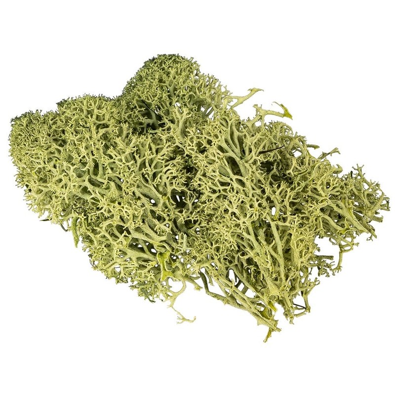 Ideen mit Herz Iceland Moss, Forest Green, Decorative Moss, Natural