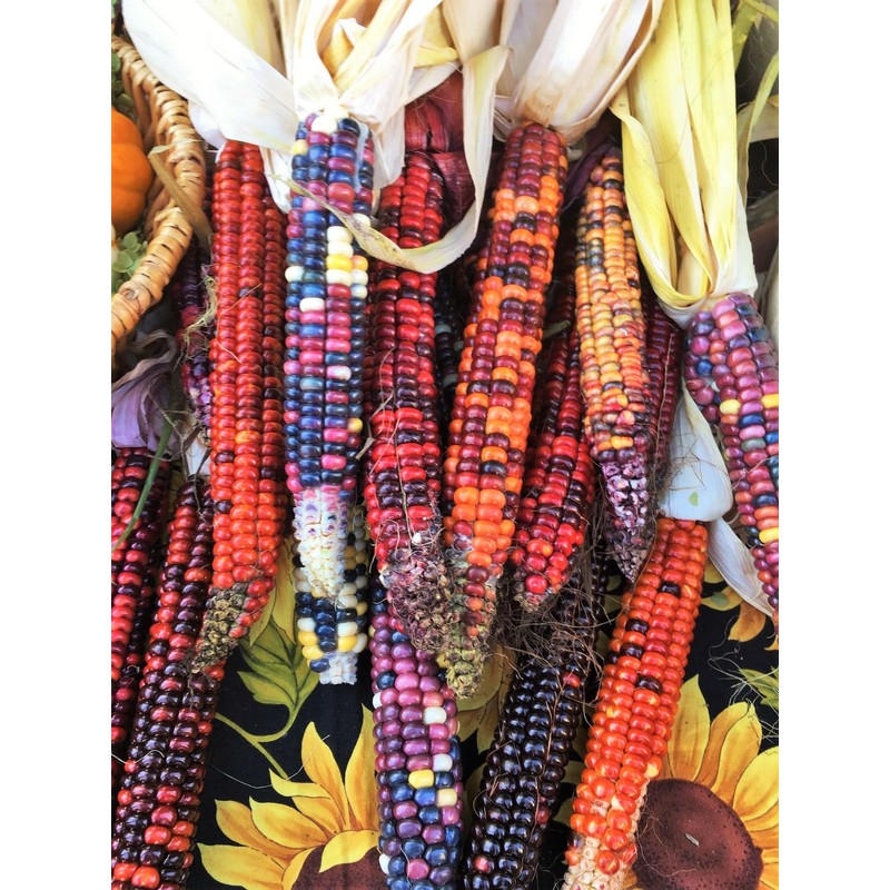 TomorrowSeeds - Painted Mountain Ornamental Corn (USDA Organic) Seeds -