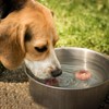 Copper Disk for Dog Water Bowl Dispenser|4-inch Diameter,0.6mm Thick|99.99% Pure