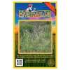 Everwilde Farms - 250 Poverty Oat Grass Native Grass Seeds
