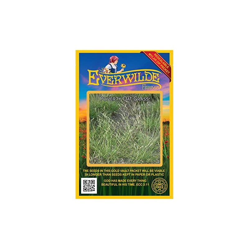 Everwilde Farms - 250 Poverty Oat Grass Native Grass Seeds