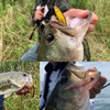 DAIWA Bus Steese Pencil Hasegawa Pink Ver.2 60F Lure