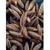 Anise Whole | 50 g | Anise Seeds | Anise