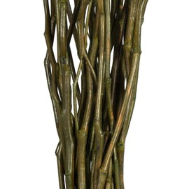 Vickerman 35-40" Basil Moneta Branches, 8 oz Bundle, Dried