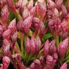 Live Carnivorous Pitcher Plant Sarracenia x ‘Scarlet Belle’ - Bare