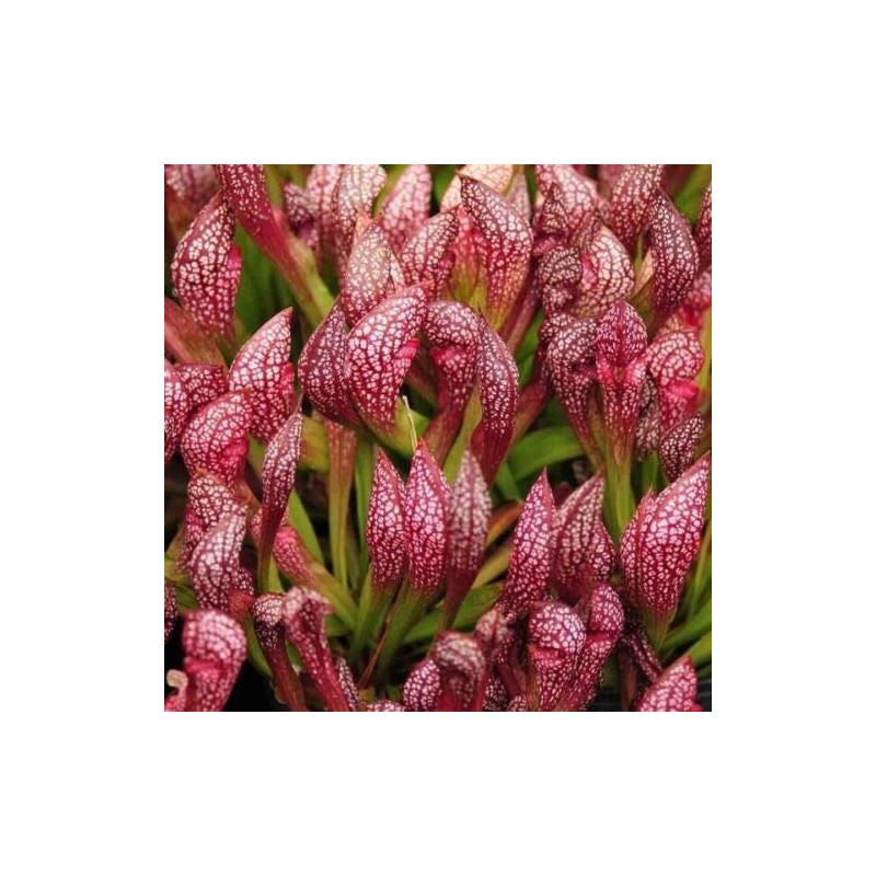 Live Carnivorous Pitcher Plant Sarracenia x ‘Scarlet Belle’ - Bare