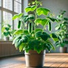 22Day Seeds: Seeds Self-Pollinated Cucumber Indoor F1 / Indoor /