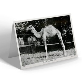 GREETING CARD - Vintage Bristol - Camel at the Bristol Zoo