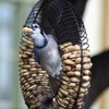 Black Wreath Coil Peanut Bird Feeder