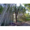 Bambú Moso (phyllostachys Edulis)