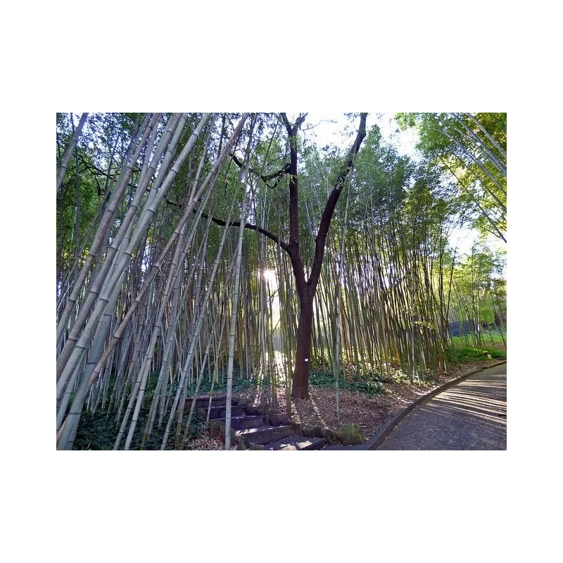 Bambú Moso (phyllostachys Edulis)