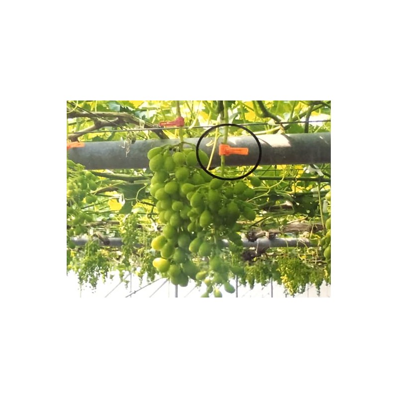 Grafting Friend (for Melon), 200 Pieces