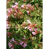 Abelia Grandiflora Edward Goucher | 1 Large Gallon Size Plant