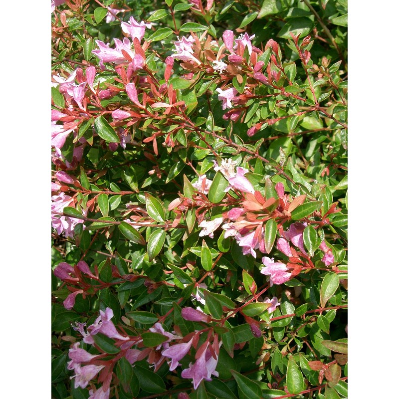Abelia Grandiflora Edward Goucher | 1 Large Gallon Size Plant