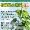 Organic Kyoto Prefecture Mulberry Leaf Tea 0.1 oz (3 g)
