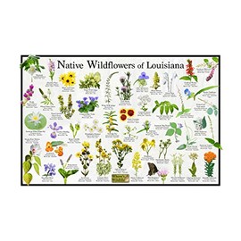 Where's Wildlife Native Wildflowers of Louisiana Poster - Flower Chart (12" x 18")