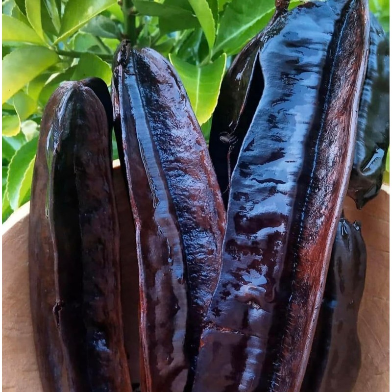 Organic Aridan Bars from Senegal, Tetrapleura tetraptera, Prekese, Uhio