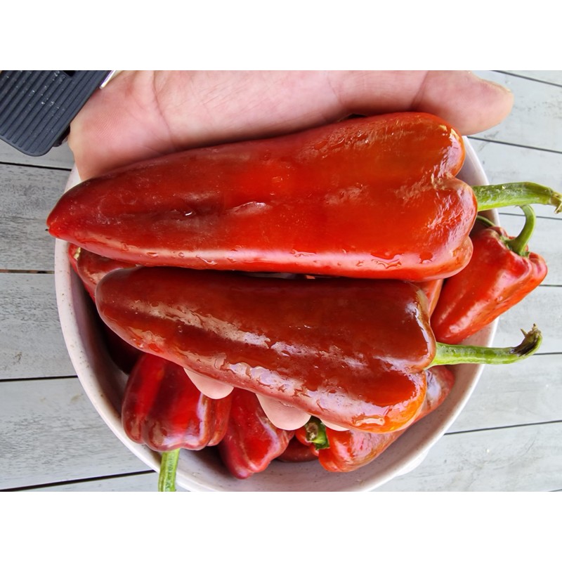 Dulce de Espana Sweet Pepper Seeds - 20 Fresh Dulce
