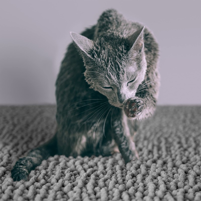 CatGuru Cat Litter Mat, Medium, Extra Large, XXL, Waterproof Litter