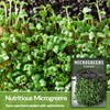 1 Pack Cabbage Microgreens Seeds for Sprouting and Growing -