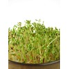 Red Clover Microgreen Seeds - Non-GMO - 2 Ounces