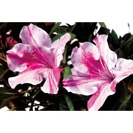 Autumn Twist Encore Azalea
