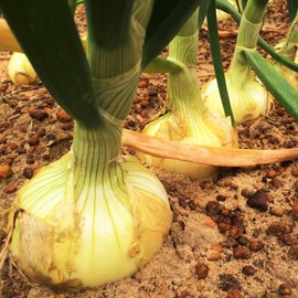 TomorrowSeeds - Vidalia Onion (Yellow Granex) Seeds - 200+ Count - For 2025 Planting Vidalia Noonday Sweet Short Day USA Garden Vegetable Green Onions Scallion Non-GMO Heirloom Grow Your Own Home Farm