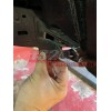 1320 Performance body mount chop plates 4th & 5th Gen