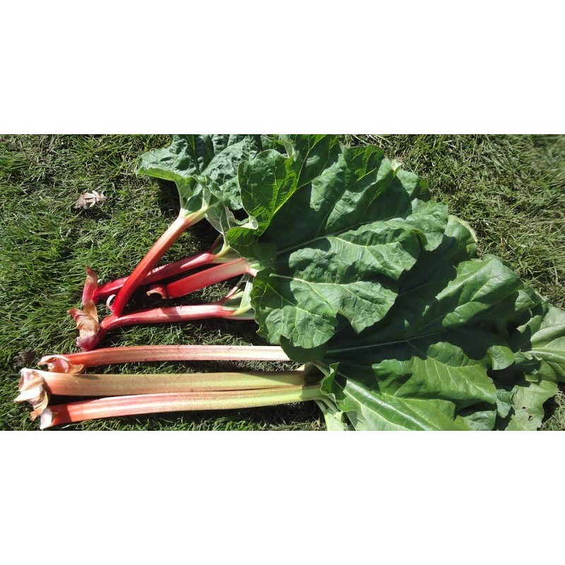 CEMEHA SEEDS Rhubarb Herb Vegetable Outdoor Indoor Garden Heirloom Non-GMO