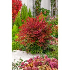 Nandina Domestica | 3 Extra Large 3 Gallon Plants | Heavenly Bamboo | Vibrant Year-Round Color | Low Maintenance