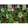 CEMEHA SEEDS - Seeds Hollyhock Spring Double Mix Mallow Perennial