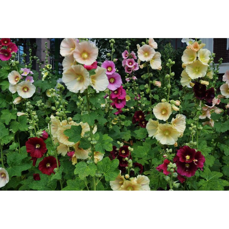 CEMEHA SEEDS - Seeds Hollyhock Spring Double Mix Mallow Perennial