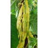 Seedeo® Pole Bean Golden Gate (Phaseolus vulgaris L.) 30 Organic