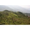 Shedouble Tea Darjeeling First Flush Margarets Hope White Delight MARGARET'S