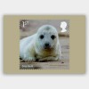 WILD COASTS, GREY SEAL, ORIGINAL ROYAL MAIL POSTCARD, YEAR 2021