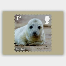 WILD COASTS, GREY SEAL, ORIGINAL ROYAL MAIL POSTCARD, YEAR 2021