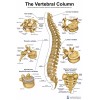 Vertebral Column Poster 24 X 36 Heavey Plastic And Dry Erase Combatable