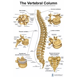 Vertebral Column Poster 24 X 36 Heavey Plastic And Dry Erase Combatable