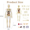 Children's Anatomy Model, 3D Skeleton Anatomy Model, Torso Anatomy Model,